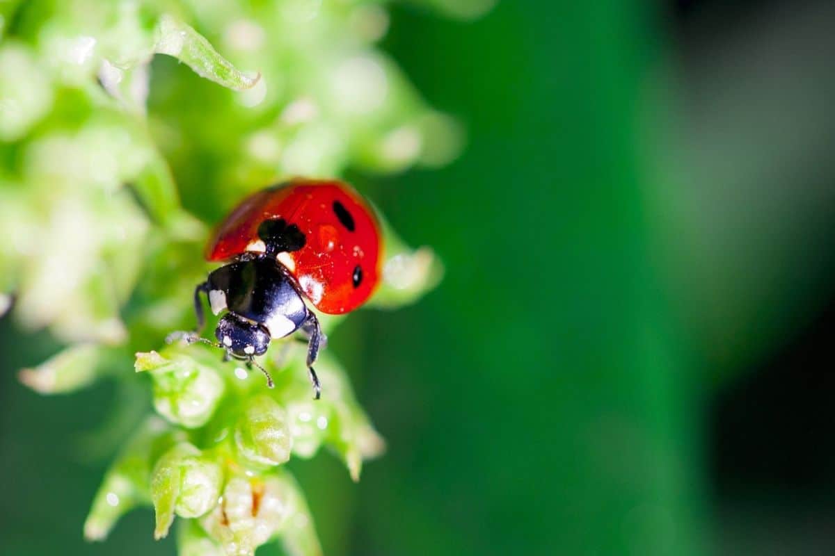 coccinelle dans un éco-paysage