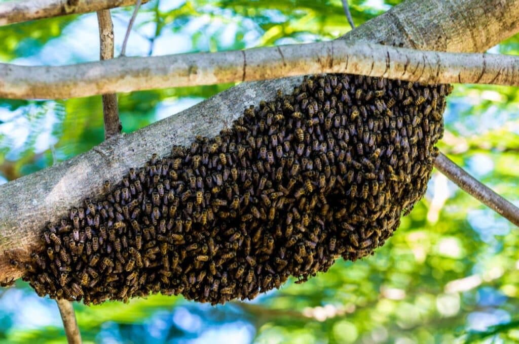essaim d'abeilles posé dans un arbre