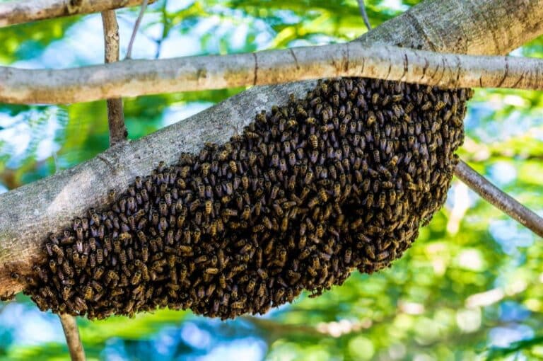 essaim d'abeilles posé dans un arbre