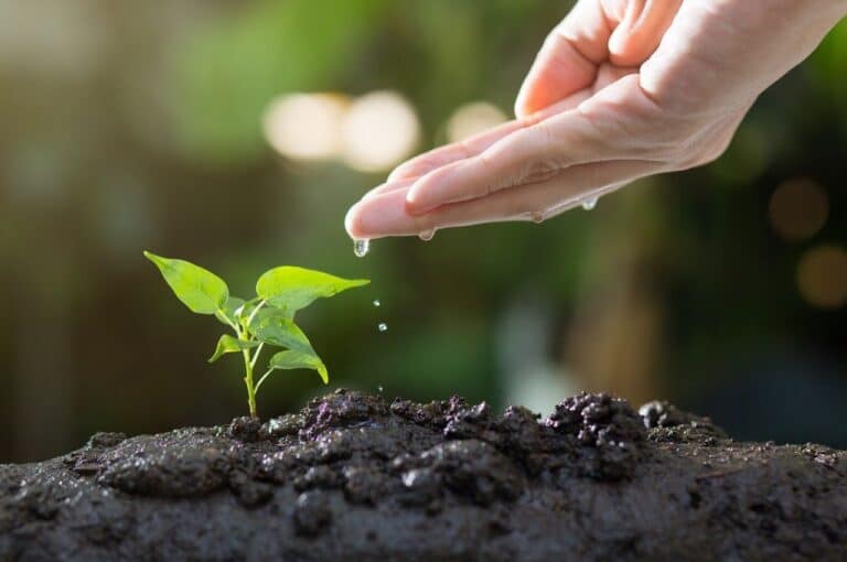 gestion de la ressource en eau dans les jardins
