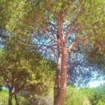 pinède et jardin de garrigue