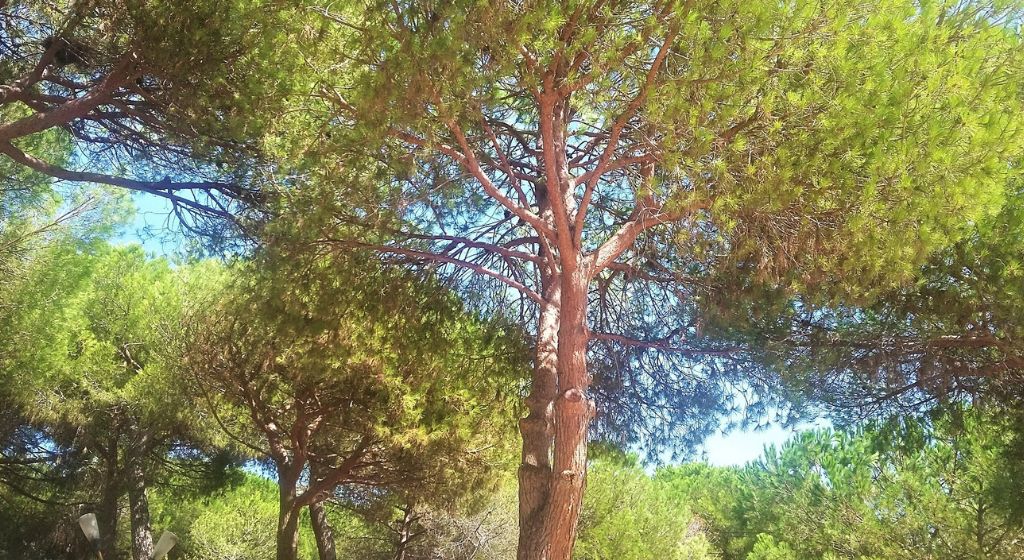 pinède et jardin de garrigue