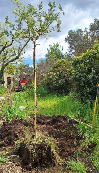mimosa planté dans un jardin à Nîmes