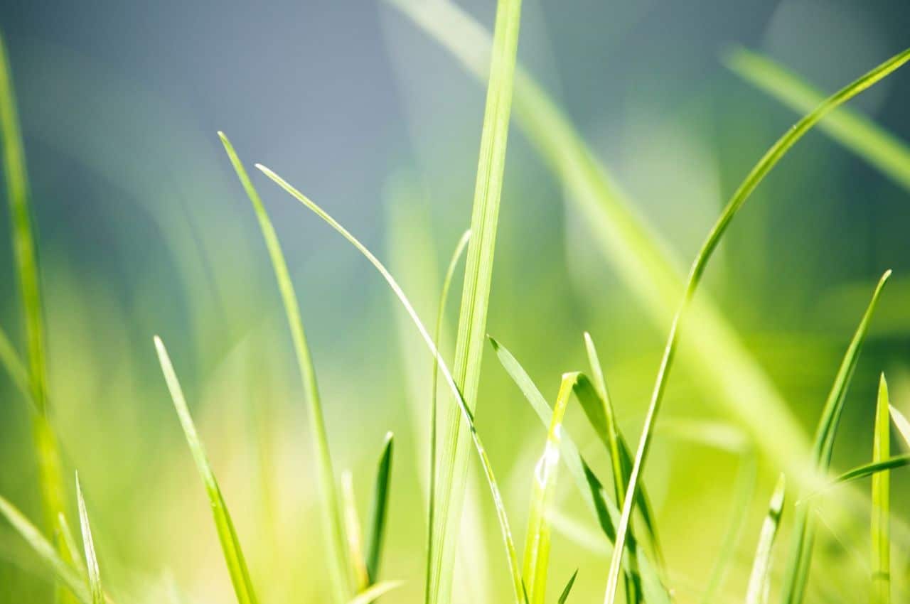 herbe